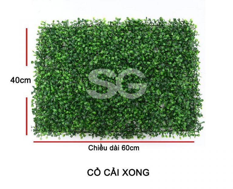 Cỏ cải xoong