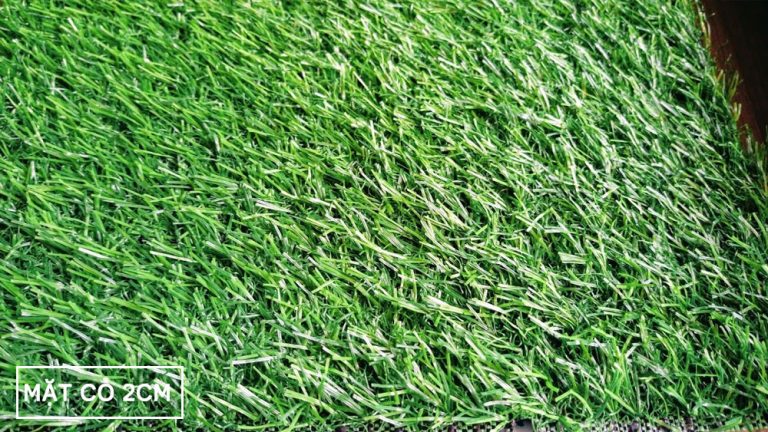 Mặt trước thảm cỏ nhân tạo sân vườn 2cm