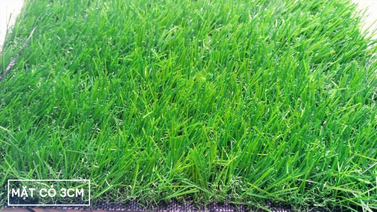Mặt trước thảm cỏ nhân tạo sân vườn 3cm