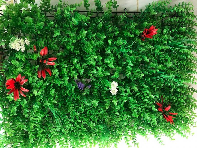 Cỏ tai chuột có điểm hoa lá