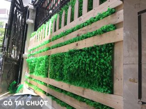 Cỏ tai chuột trang trí hàng rào