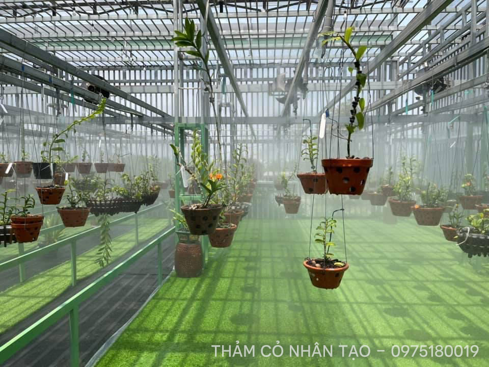 Thảm cỏ nhân tạo trải sàn vườn lan nên dùng 8 tham co vuon lan 6