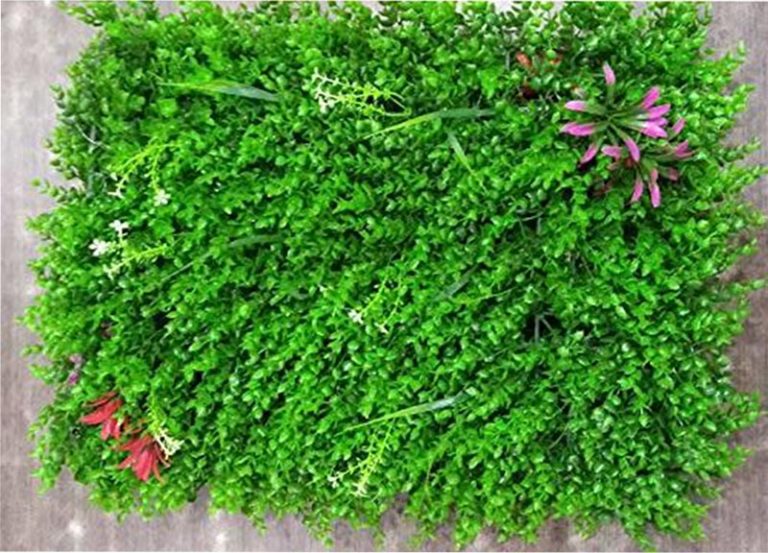 Cỏ tai chuột có điểm hoa lá
