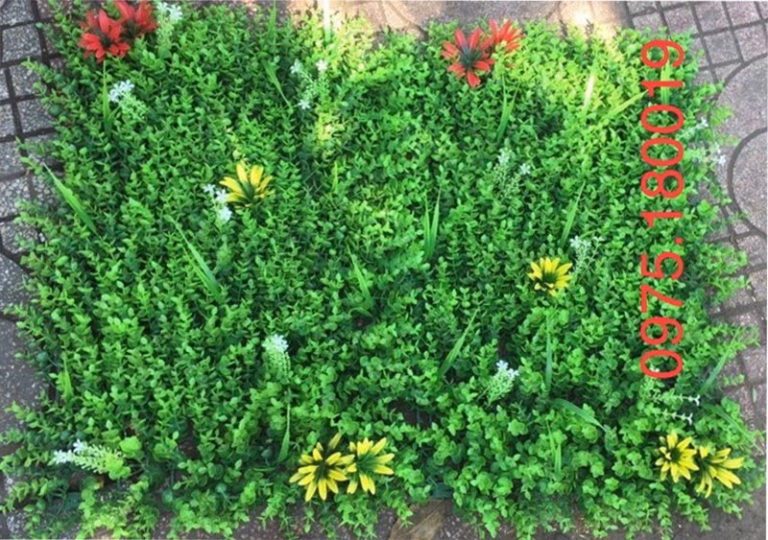 Cỏ tai chuột có điểm hoa lá