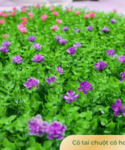 Cỏ tai chuột có hoa