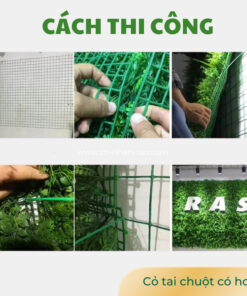 Cách thi công cỏ tai chuột