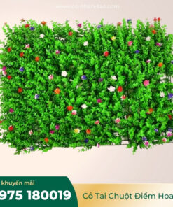 Cỏ tai chuột có hoa