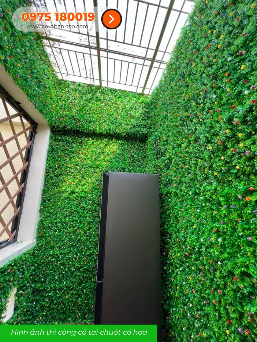 Thi công tường cỏ tai chuột điểm hoa